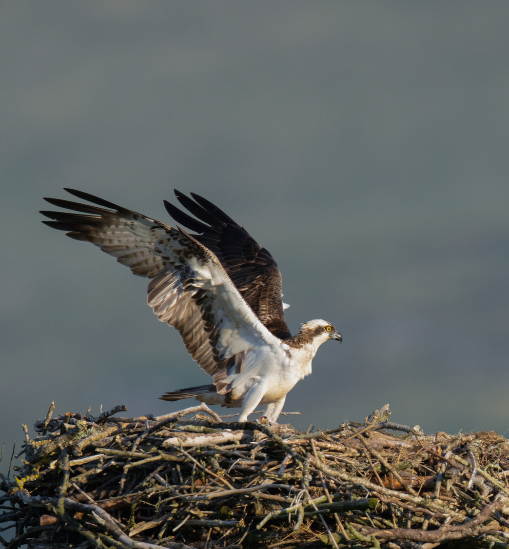 Dyfi Osprey Project Montgomeryshire Wildlife Trust Osprey Idris Cors Dyfi Summer2021 (C)MWT Emyr Evans Web